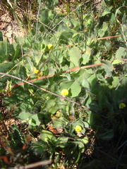 Aspalathus latifolia