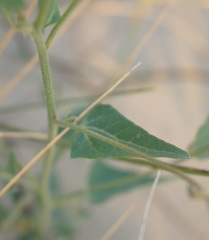 Atriplex micrantha