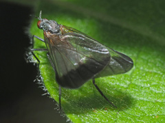 Rhamphomyia marginata