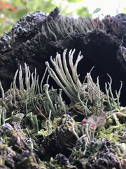 Cladonia cyanipes