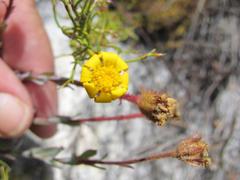 Osteospermum polygaloides polygaloides