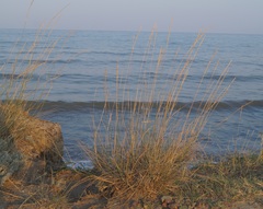 Thinopyrum elongatum