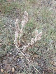 Stachys cretica