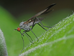 Rhamphomyia marginata