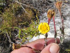 Osteospermum polygaloides polygaloides
