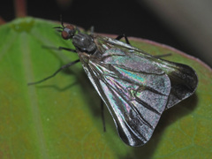 Rhamphomyia marginata