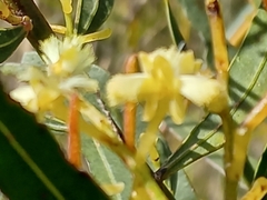 Acacia myrtifolia