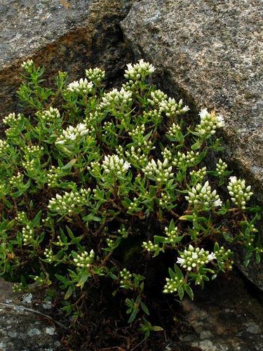 Crassula sarcocaulis image