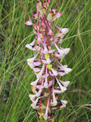 Disa cooperi