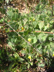 Aspalathus latifolia