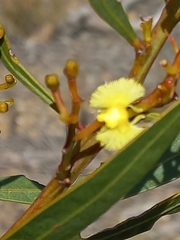 Acacia myrtifolia