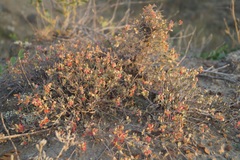 Atraphaxis replicata