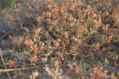 Atraphaxis replicata