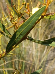 Acacia myrtifolia