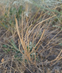 Glaucium corniculatum
