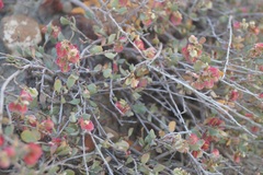 Atraphaxis replicata