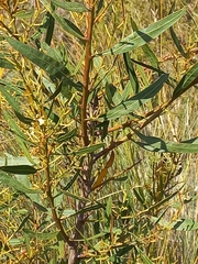 Acacia myrtifolia