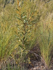 Acacia myrtifolia