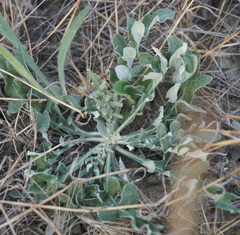 Glaucium corniculatum
