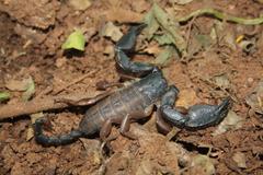 Opisthacanthus laevipes