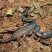 Smoothfoot Docile Scorpion - Photo (c) Kobie du Preez, some rights reserved (CC BY-NC), uploaded by Kobie du Preez