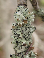 Hypogymnia occidentalis