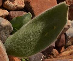 Haemanthus unifoliatus