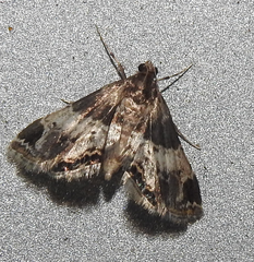 Usingeriessa
