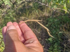 Elymus caninus