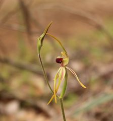 Caladenia longiclavata