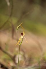 Caladenia longiclavata