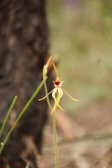 Caladenia longiclavata