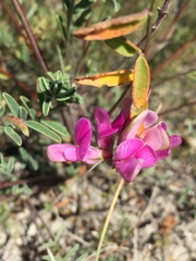 Hedysarum ucrainicum