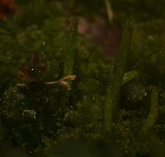 Anthoceros punctatus