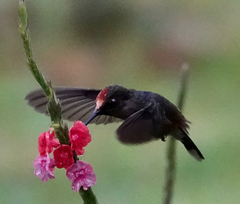 Anthocephala berlepschi