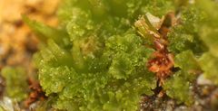 Anthoceros punctatus