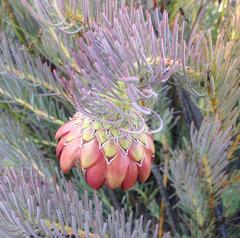 Protea witzenbergiana