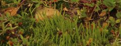 Anthoceros punctatus