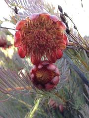 Protea witzenbergiana