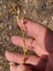Stachys angustifolia