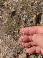 Coronilla scorpioides