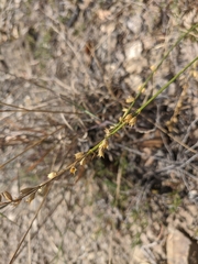 Stachys angustifolia