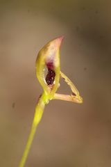 Drakaea livida