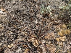 Stachys angustifolia