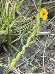 Zornia capensis capensis