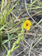 Zornia capensis capensis