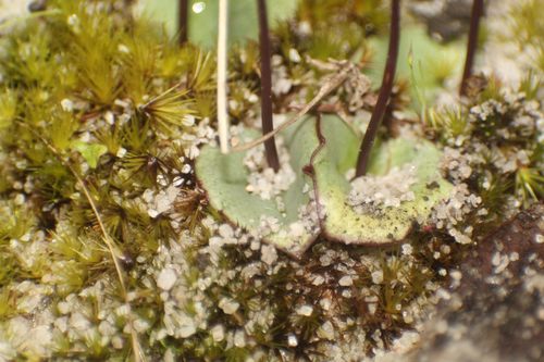 Image of Drakaea livida by (c) Em Lamond, some rights reserved (CC BY)