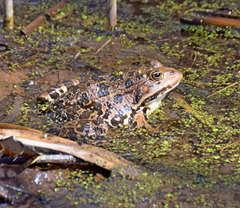 Pelophylax kurtmuelleri