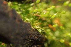 Grimmia trichophylla