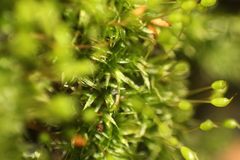 Grimmia trichophylla